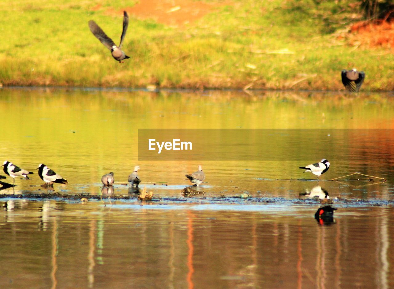 BIRDS ON CALM LAKE