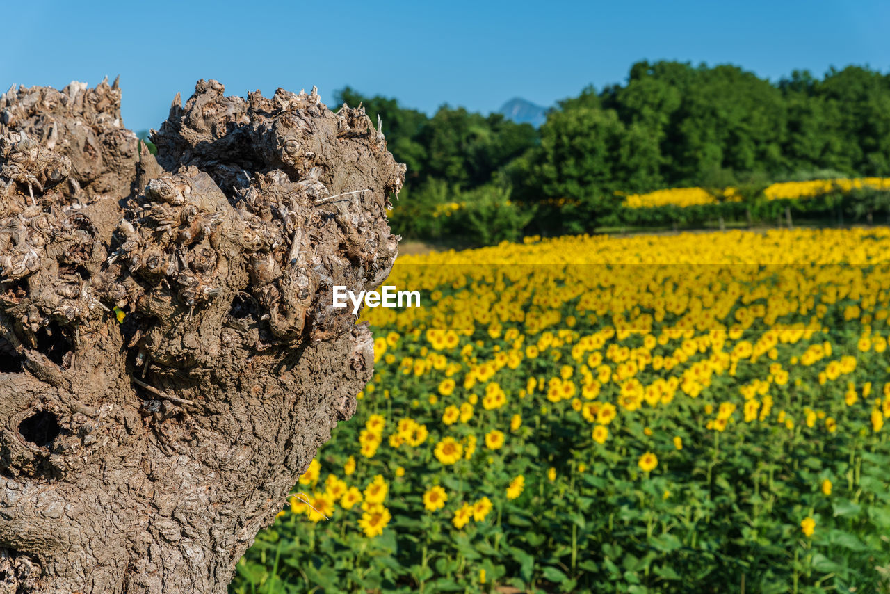 SCENIC VIEW OF YELLOW FLOWERING PLANTS ON FIELD AGAINST CLEAR SKY