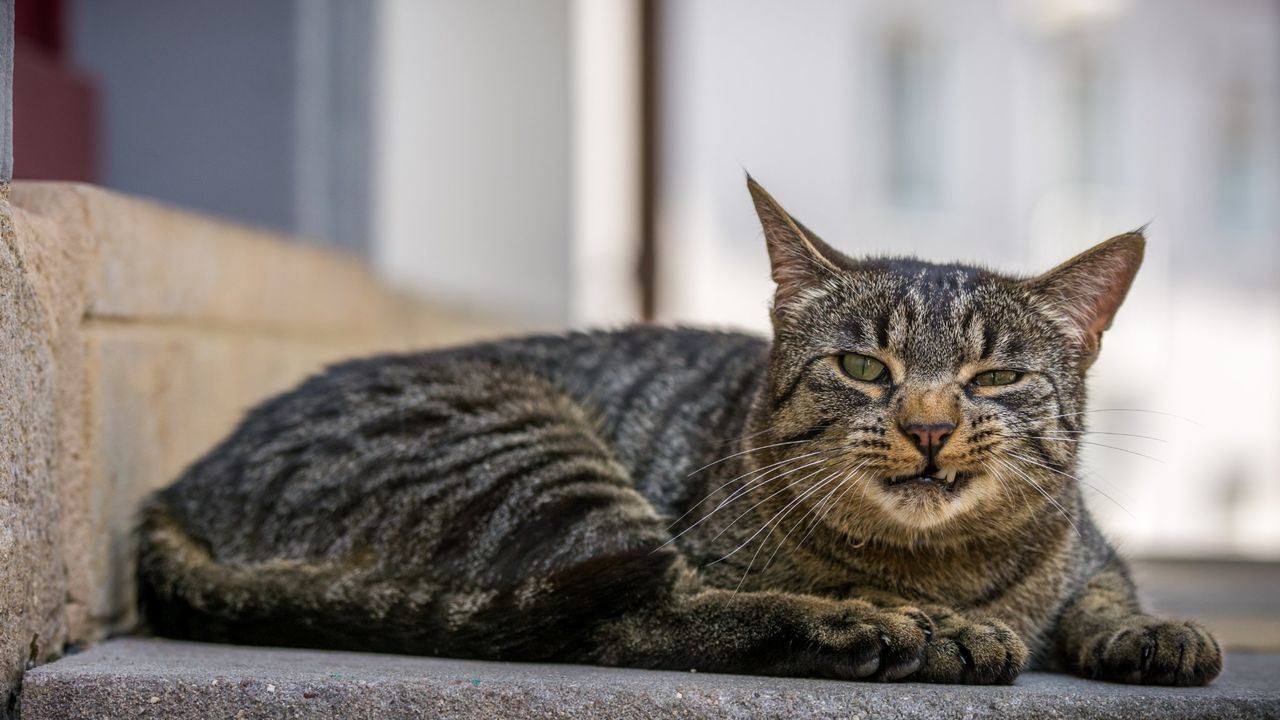 Portrait of angry cat on footpath
