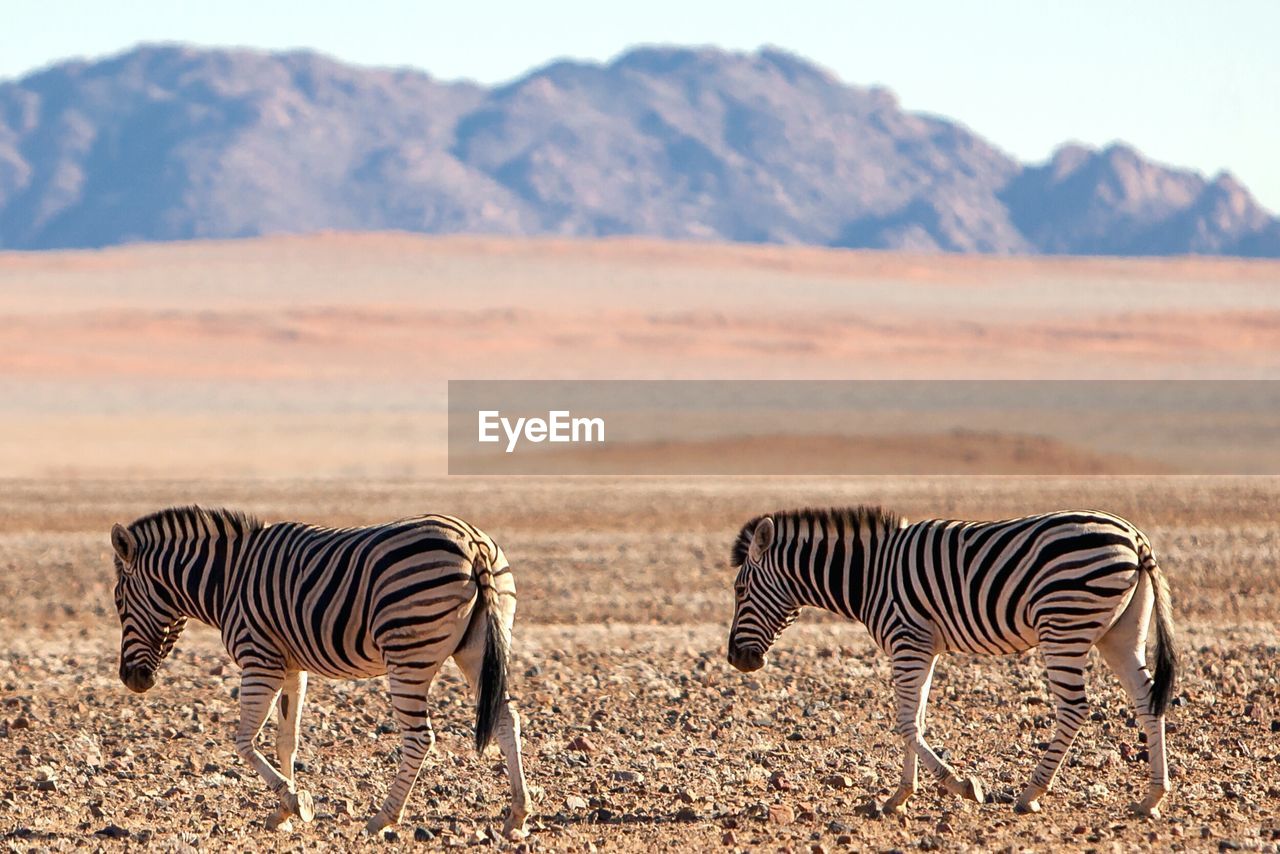 Zebras walking on desert field against rocky mountains