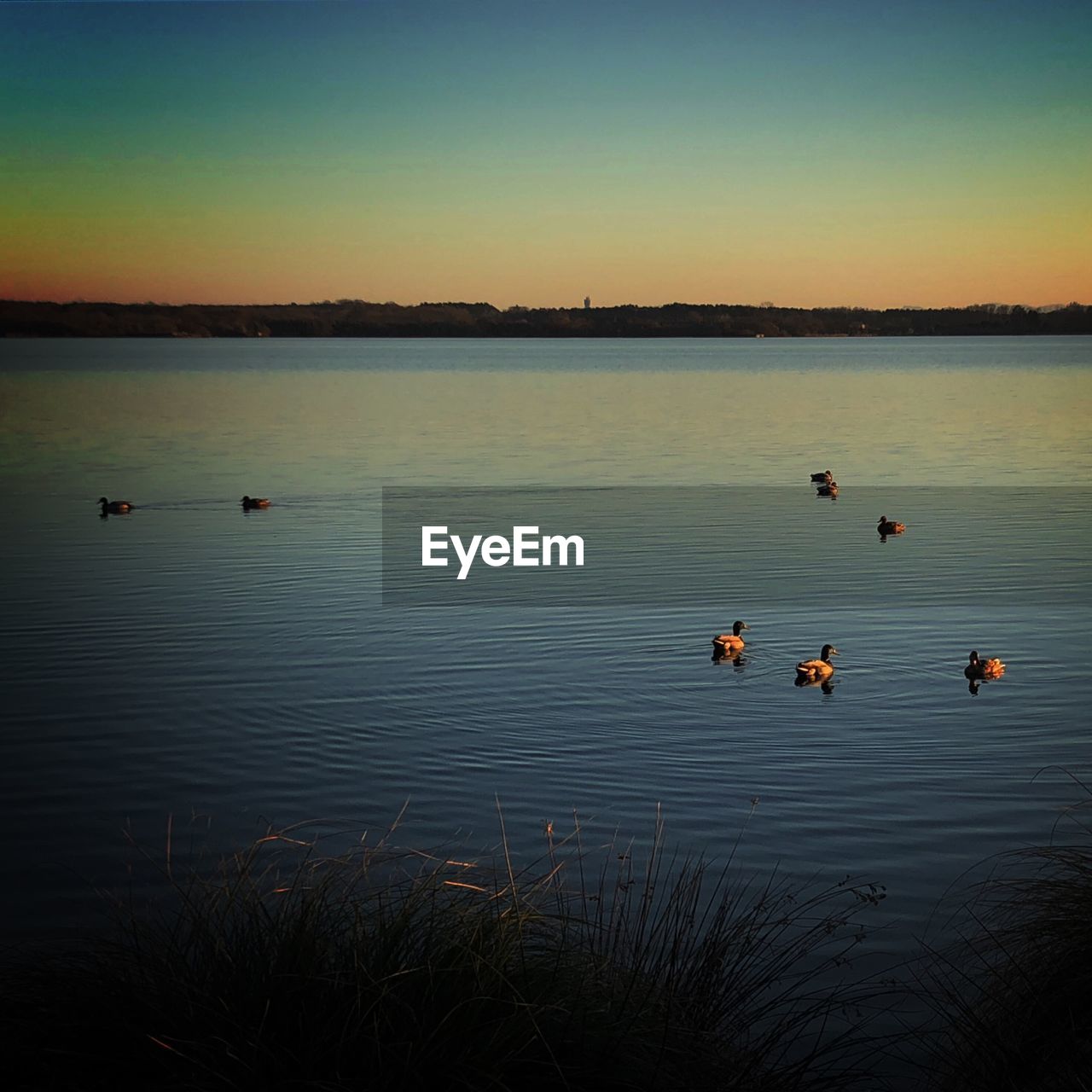 VIEW OF BIRDS IN LAKE