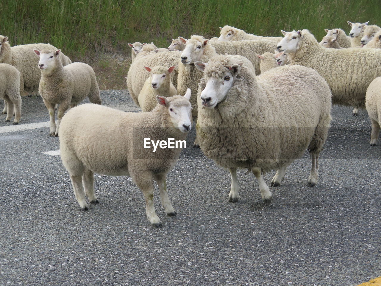 Flock of sheep standing on road