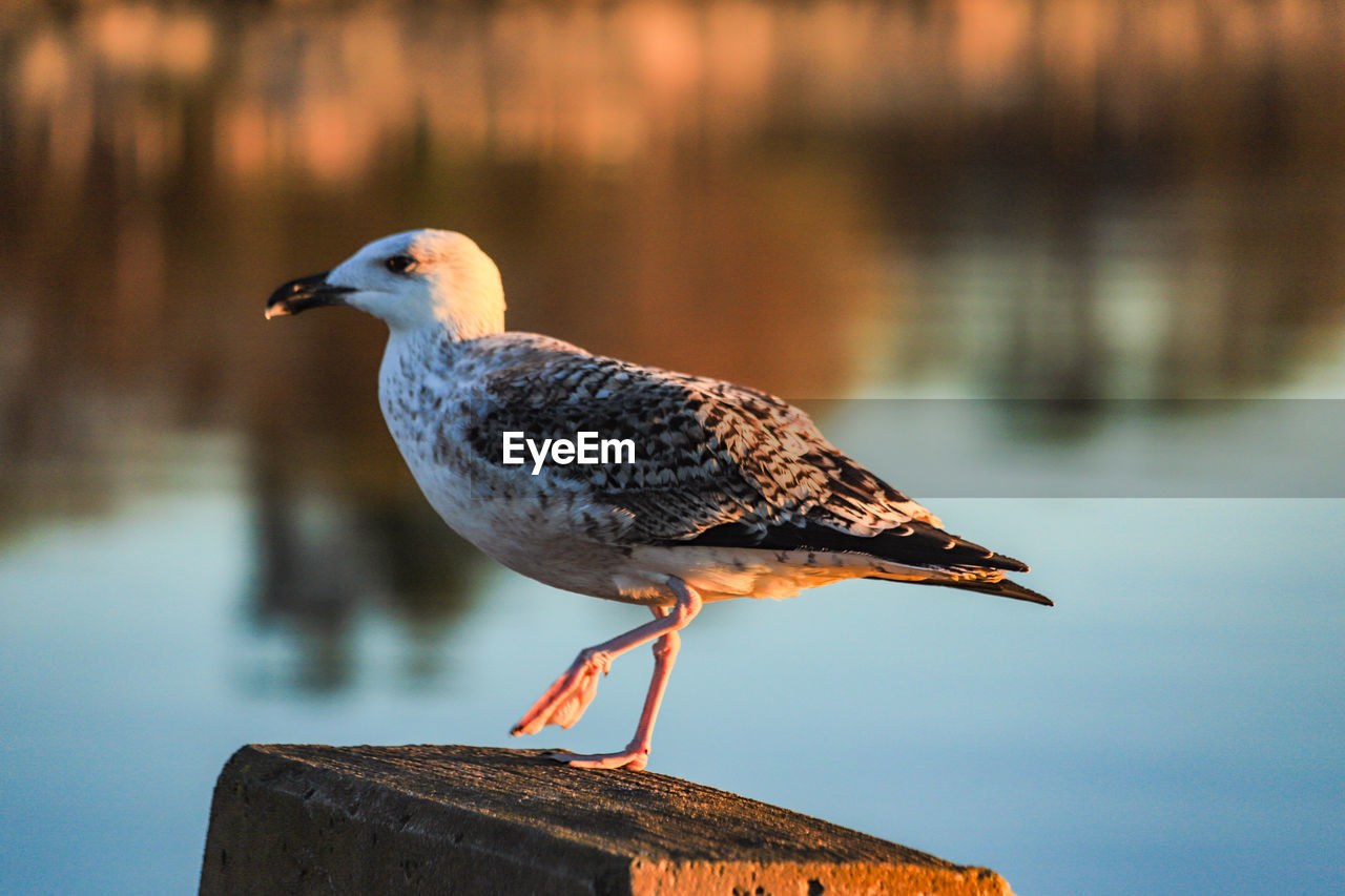 CLOSE-UP OF SEAGULL ON WOODEN POST