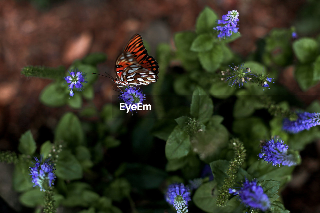 CLOSE-UP OF BUTTERFLY POLLINATING ON PURPLE FLOWERING PLANT