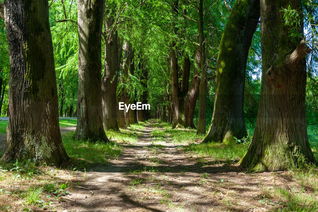 TREES ALONG PLANTS IN FOREST