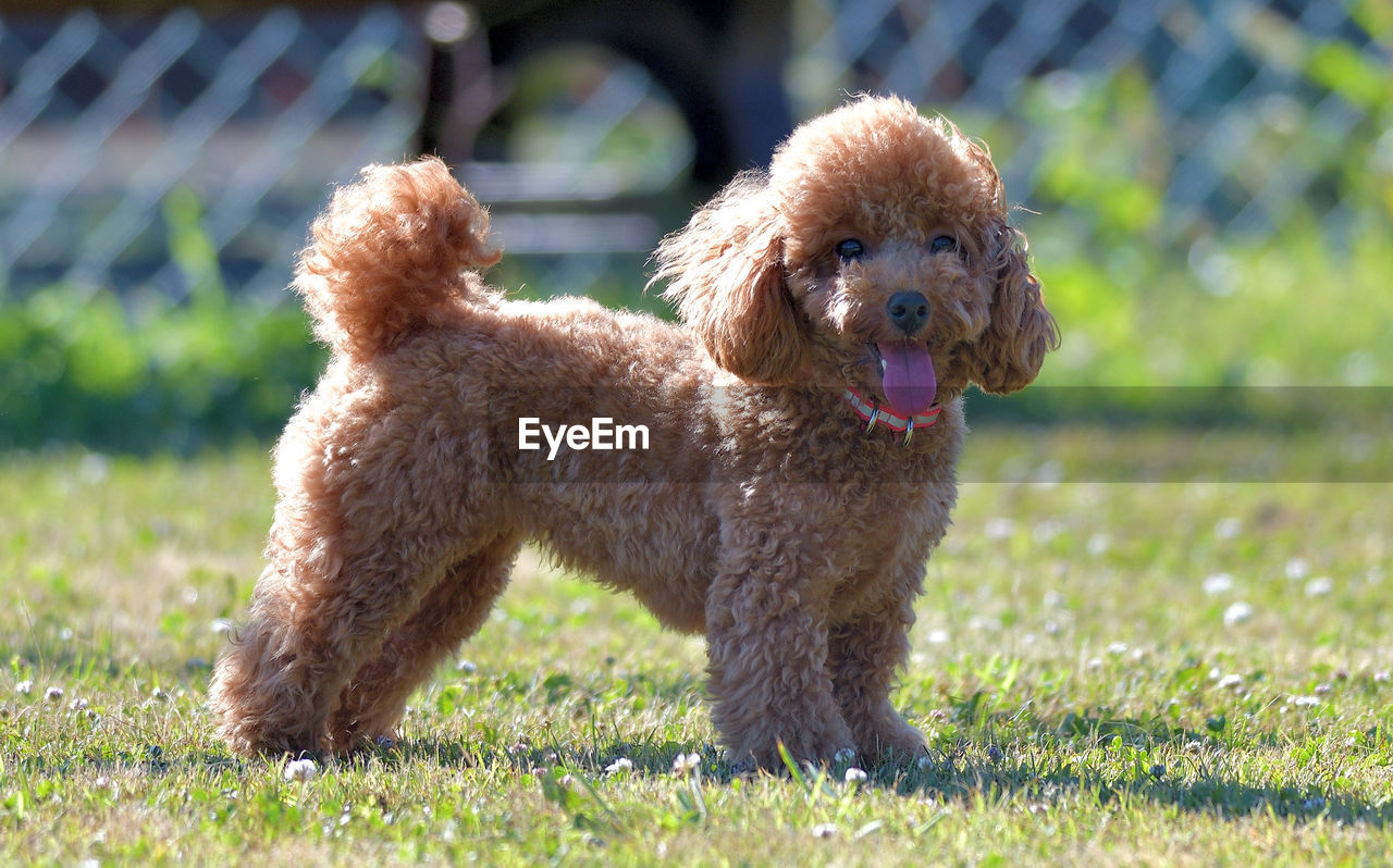 pet, dog, canine, animal themes, animal, mammal, one animal, domestic animals, poodle, grass, toy poodle, barbet, plant, nature, lap dog, brown, no people, cute, irish water spaniel, young animal, facial expression, portrait, outdoors, purebred dog, sunlight, lawn, day, carnivore