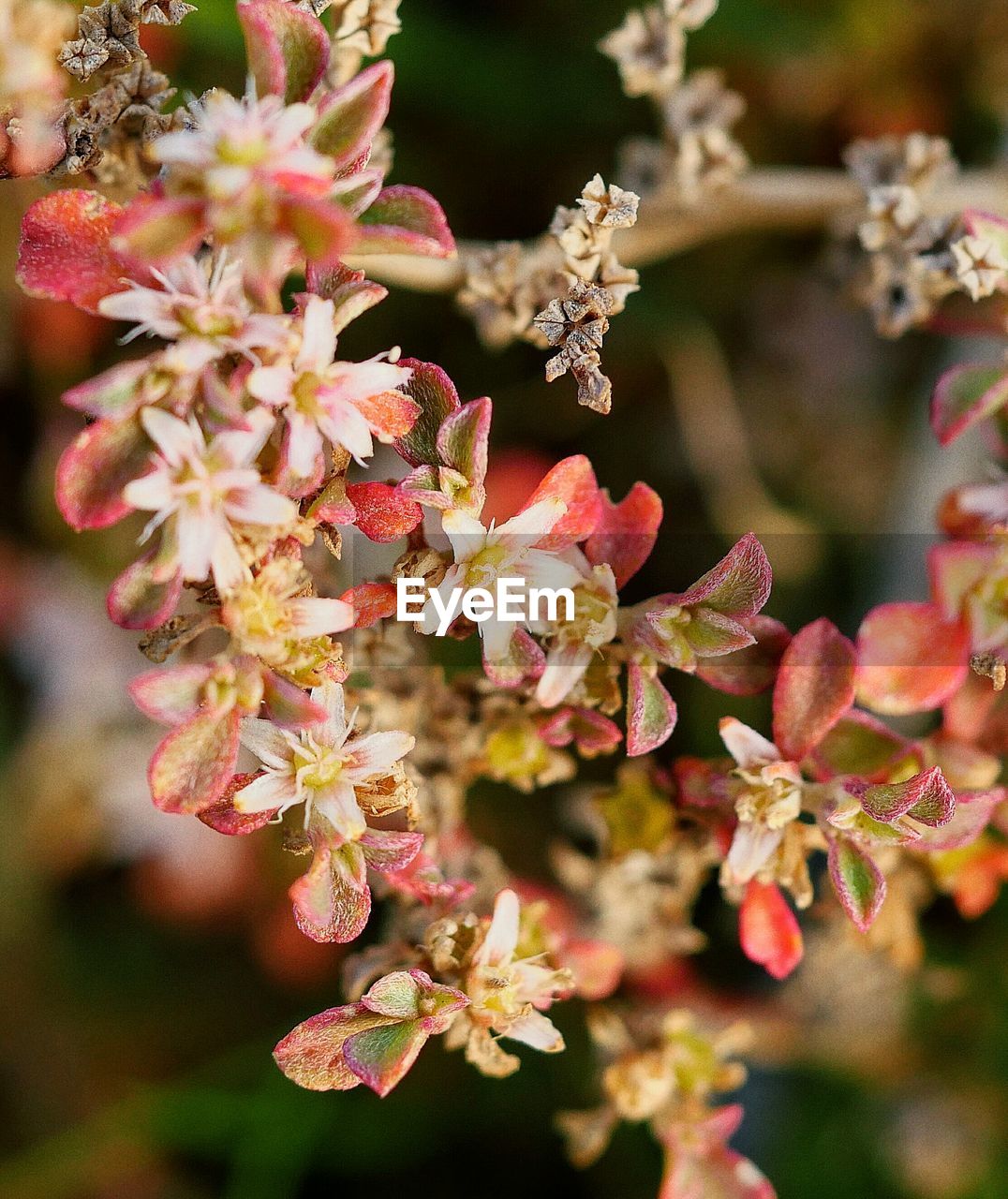 Close-up of pink flowers blooming on tree