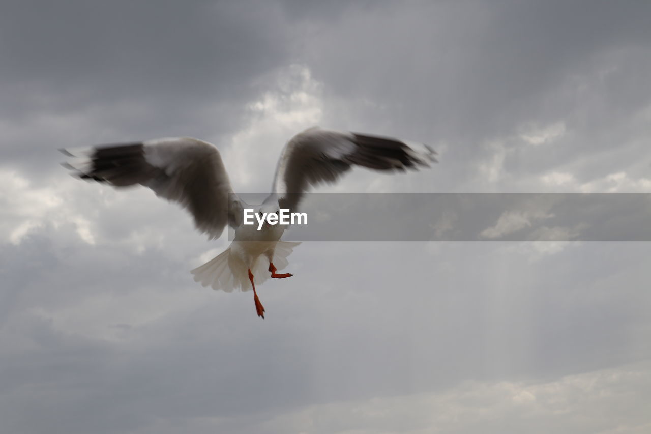 Low angle view of seagull flying in sky