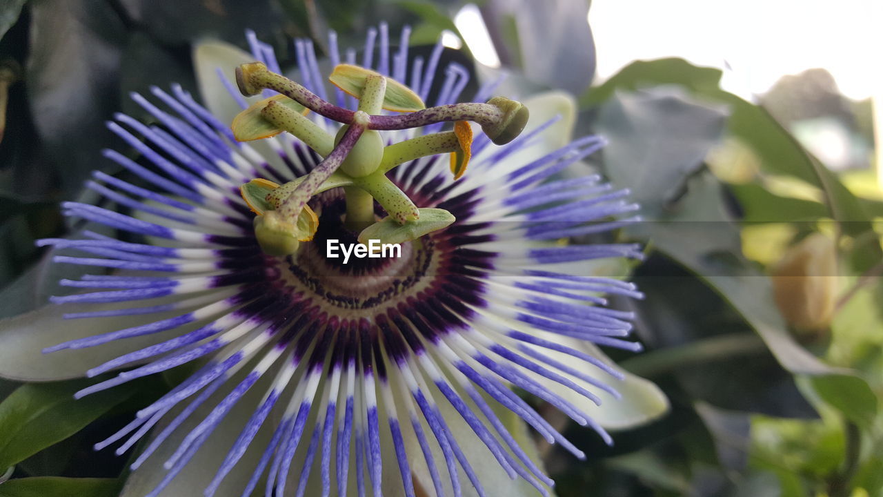 CLOSE-UP OF PURPLE FLOWER IN BLOOM