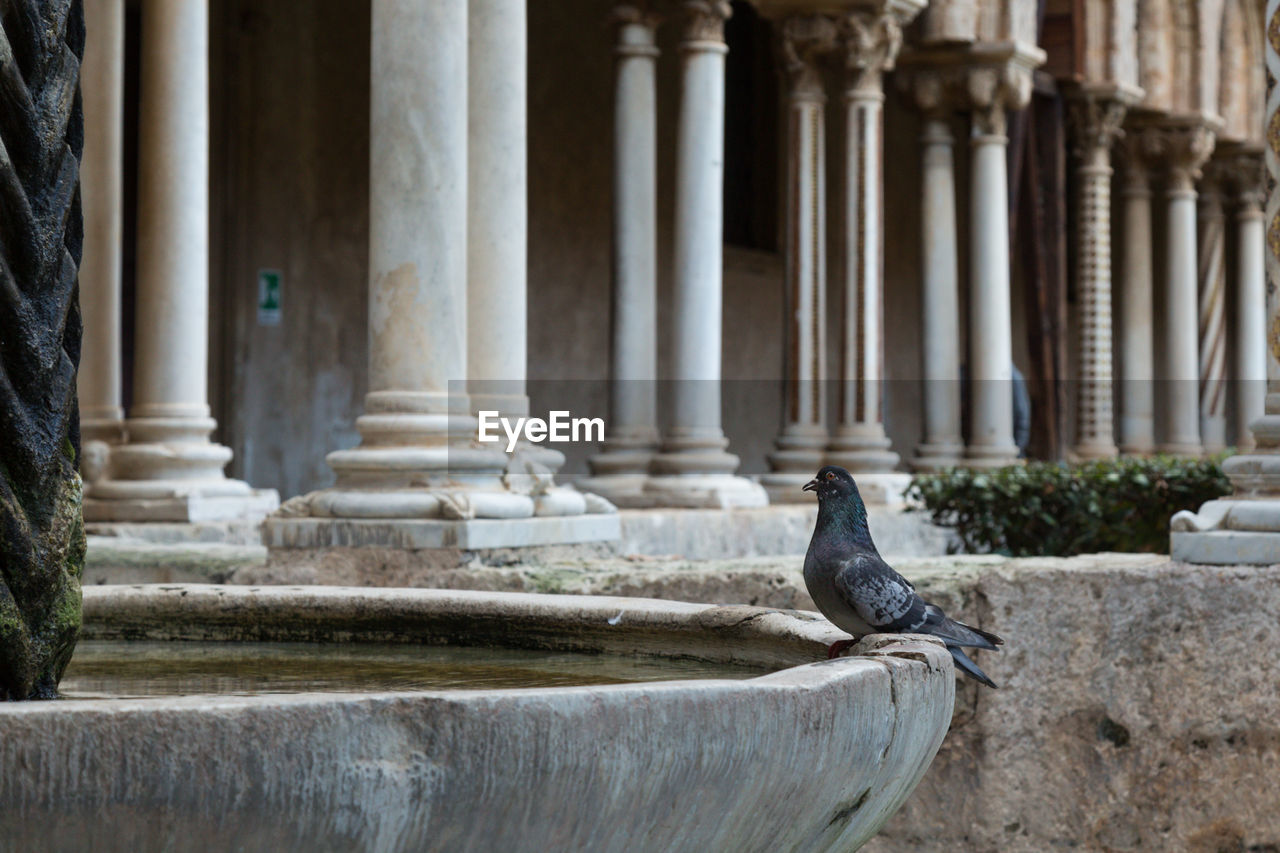 BIRD PERCHING ON COLUMNS