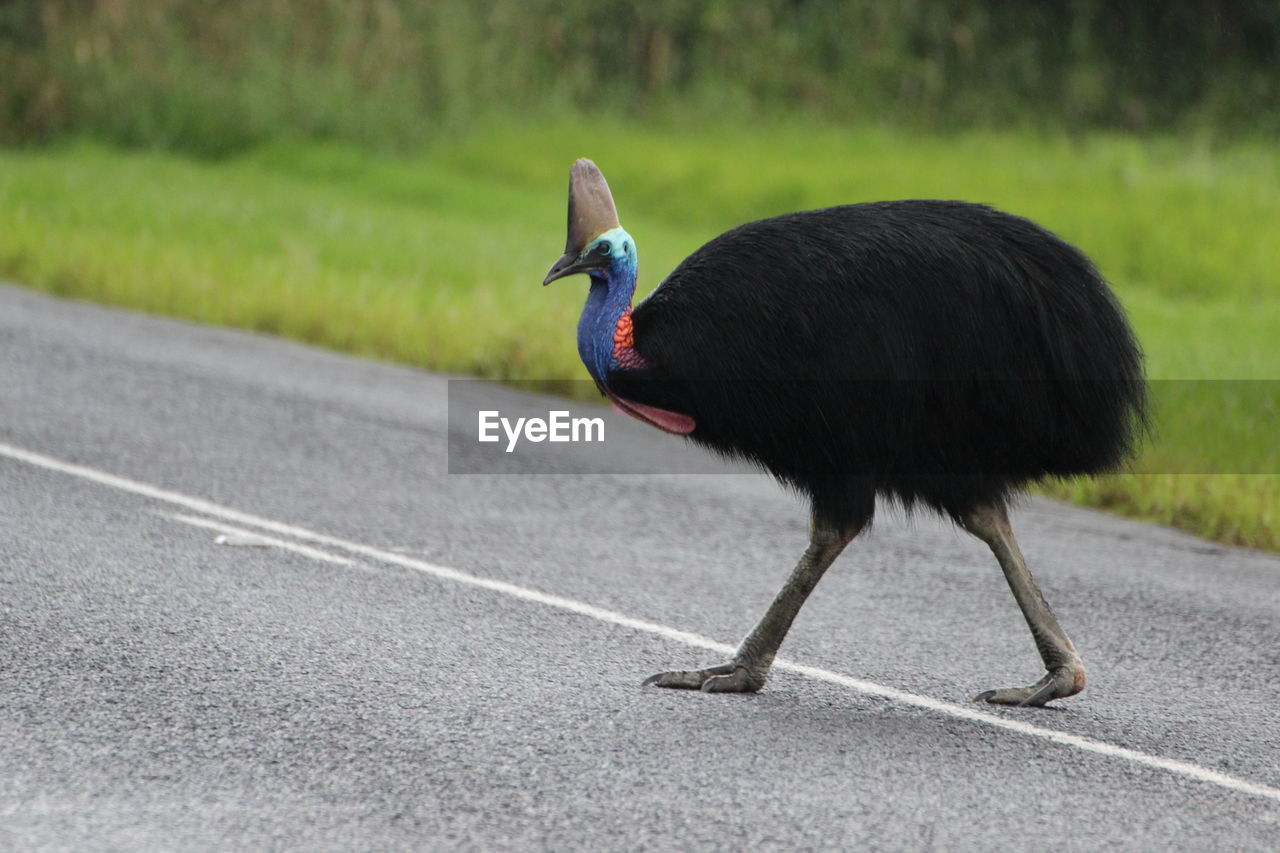 SIDE VIEW OF A BIRD ON A ROAD