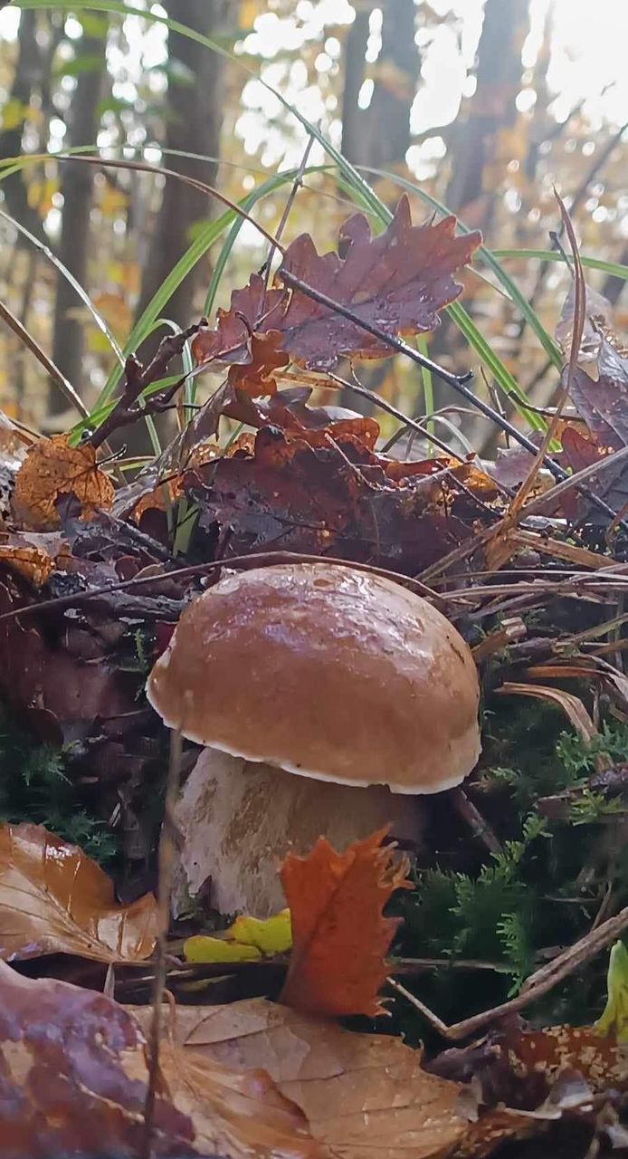 plant, food, tree, fungus, nature, mushroom, forest, autumn, growth, vegetable, land, penny bun, no people, food and drink, day, woodland, close-up, outdoors, edible mushroom, toadstool, bolete, plant part, focus on foreground, leaf, beauty in nature