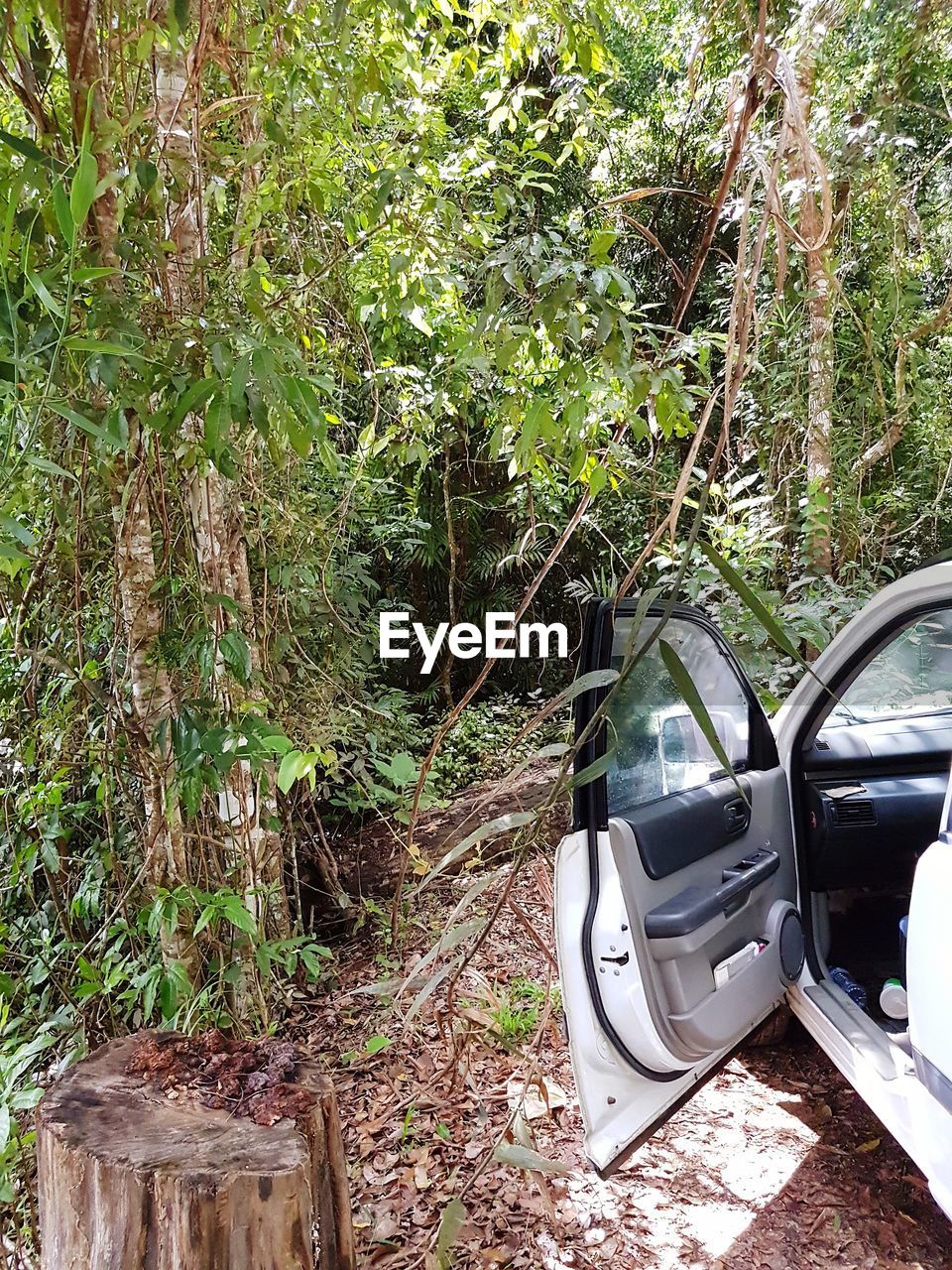 CLOSE-UP OF CAR ON TREE