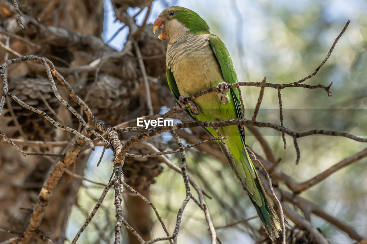 Green parrot. monk parakeet. myiopsitta monachus. quaker parrot 