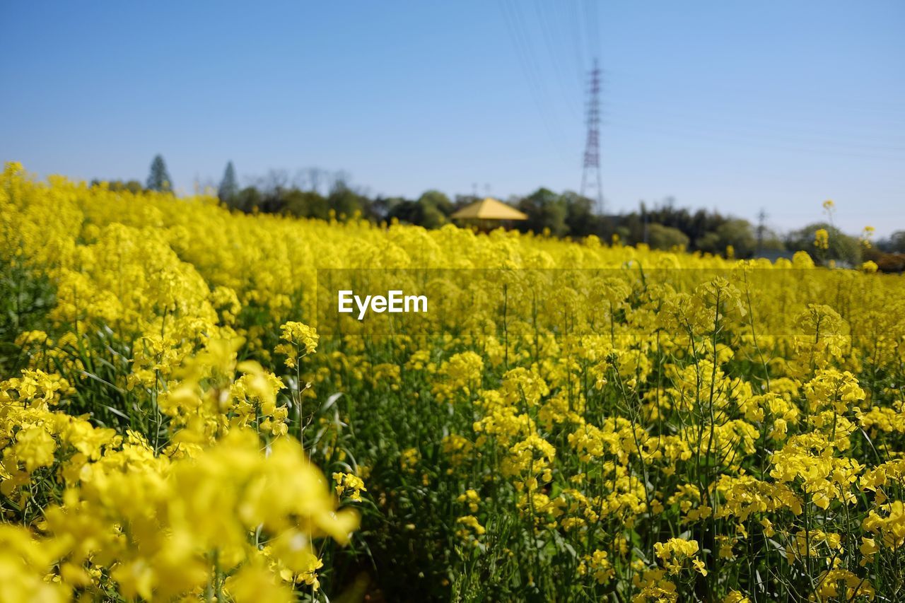 SCENIC VIEW OF OILSEED RAPE FIELD AGAINST SKY