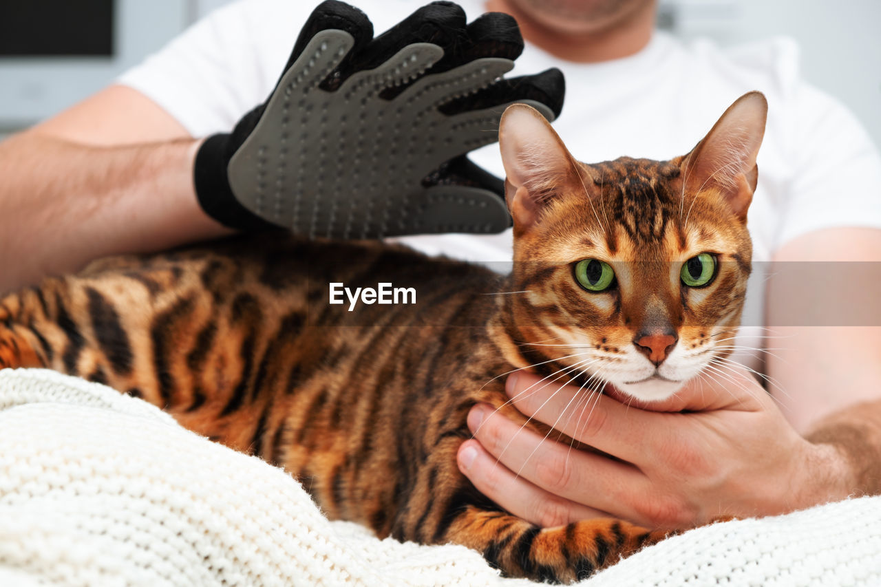 Close-up of cat. male hand grooming pet with special comb