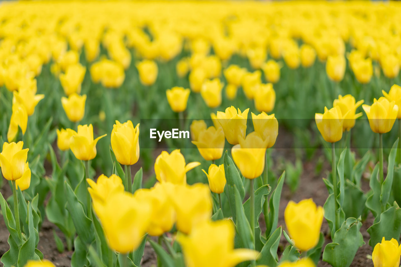 YELLOW FLOWERING PLANTS ON FIELD