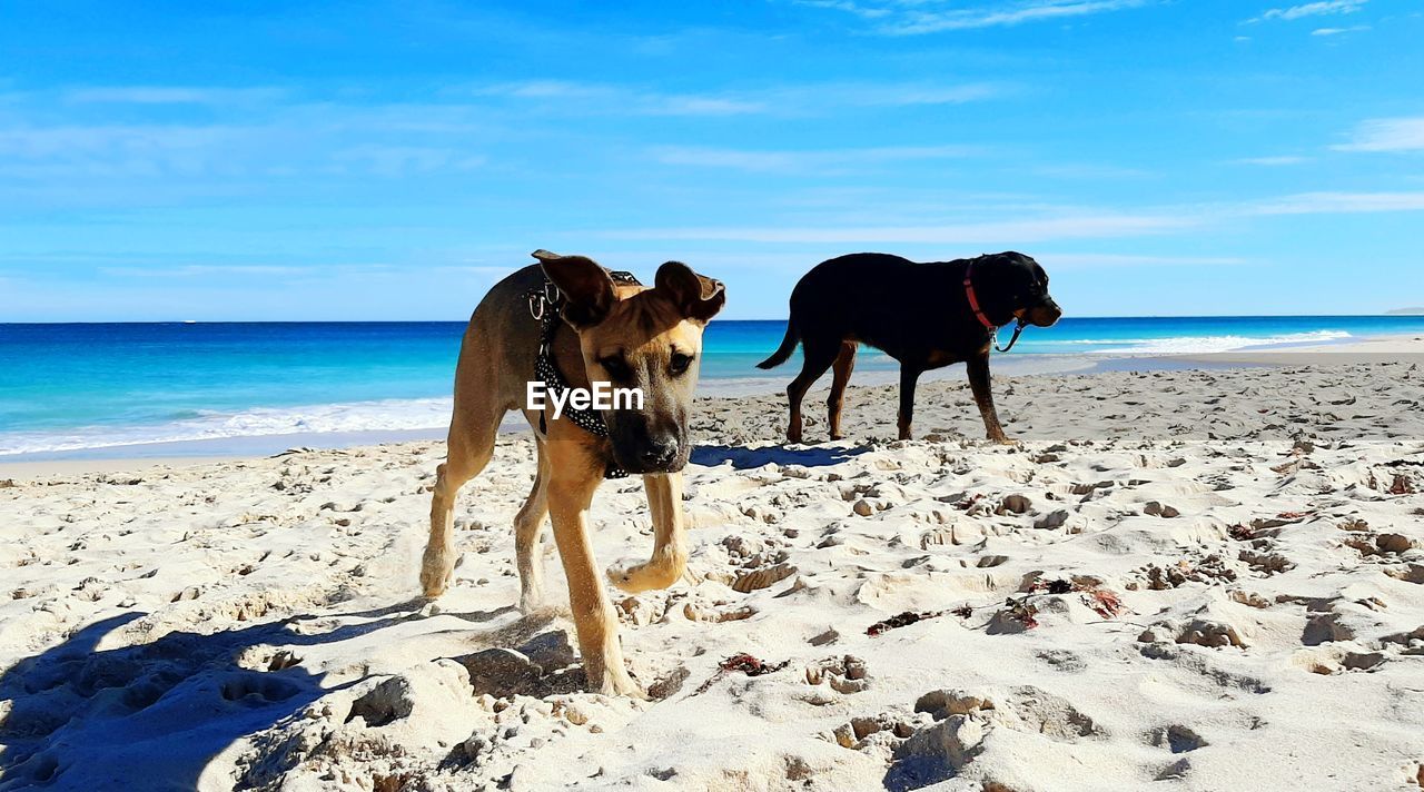 HORSE ON BEACH