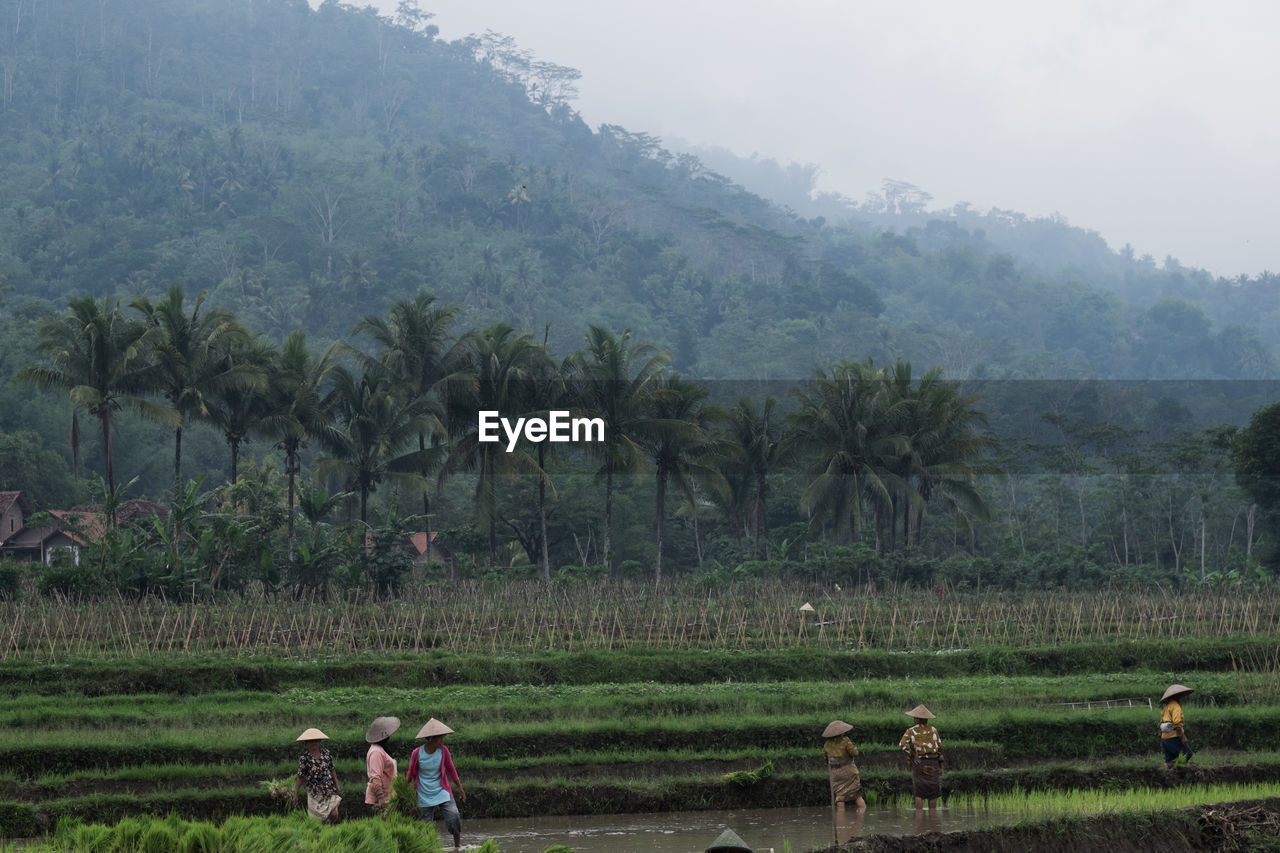 People planting rice on farm