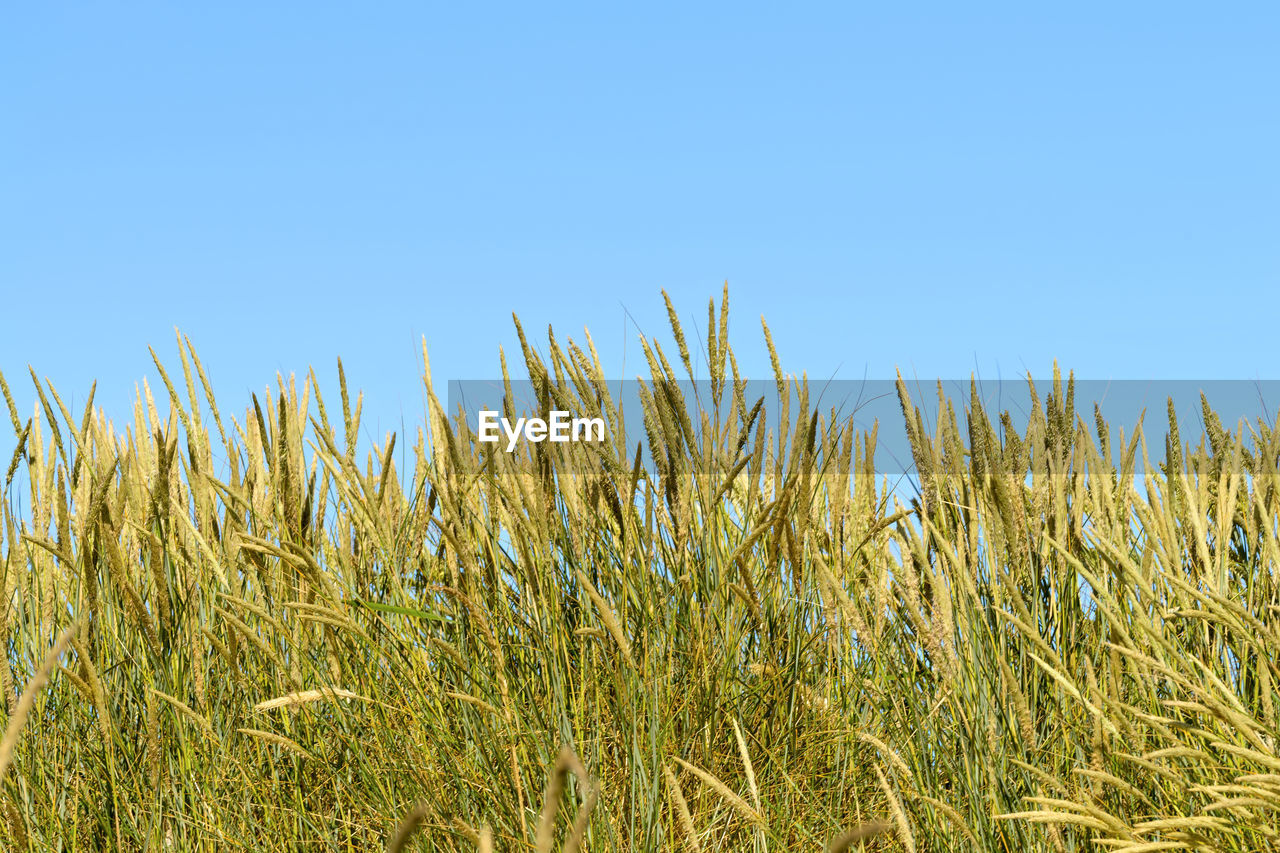 CORN FIELD AGAINST CLEAR BLUE SKY