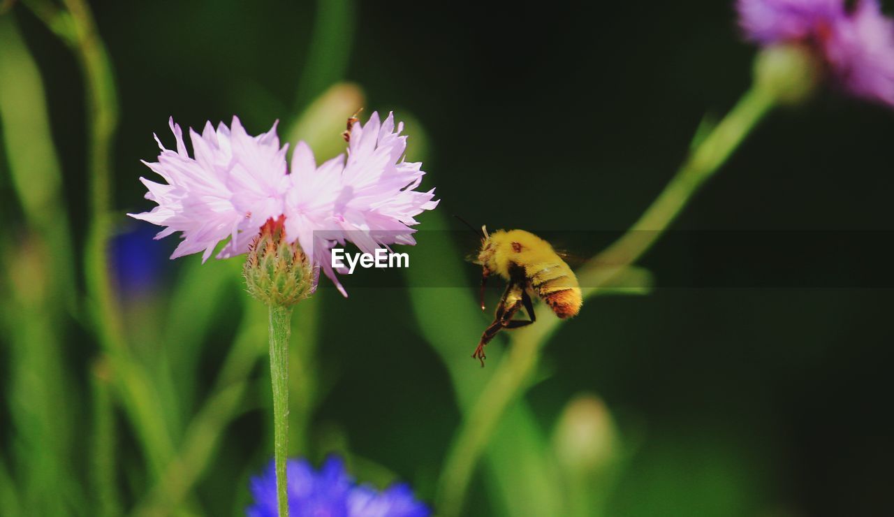 flowering plant, flower, plant, beauty in nature, animal wildlife, animal themes, animal, insect, freshness, wildlife, fragility, close-up, petal, flower head, one animal, nature, bee, growth, pollination, macro photography, purple, wildflower, inflorescence, no people, focus on foreground, meadow, outdoors, pollen, botany, springtime, macro, honey bee, pink, selective focus, animal wing, flying, symbiotic relationship, day