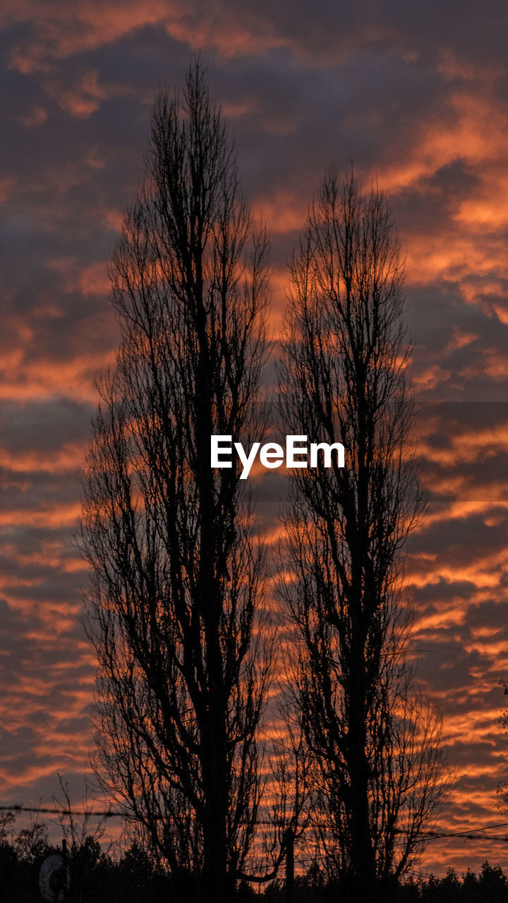 Silhouette trees against sky during sunset