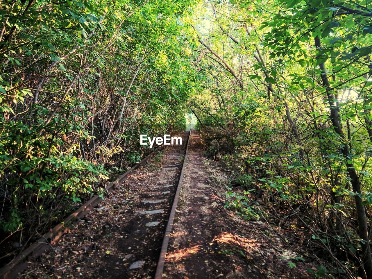 RAILROAD TRACKS IN FOREST