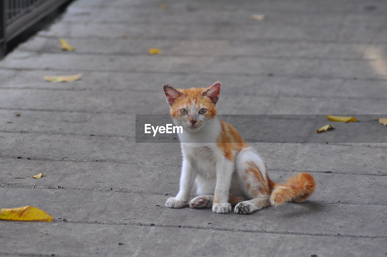 PORTRAIT OF CAT ON STREET