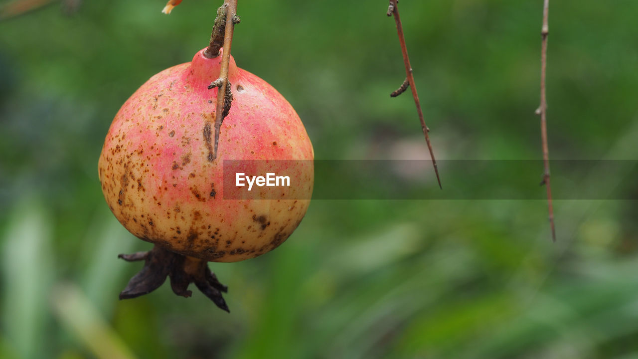 Small ripe pomegranate fruit on dried branch, punica granatum, tropical fruit growing on a tree.