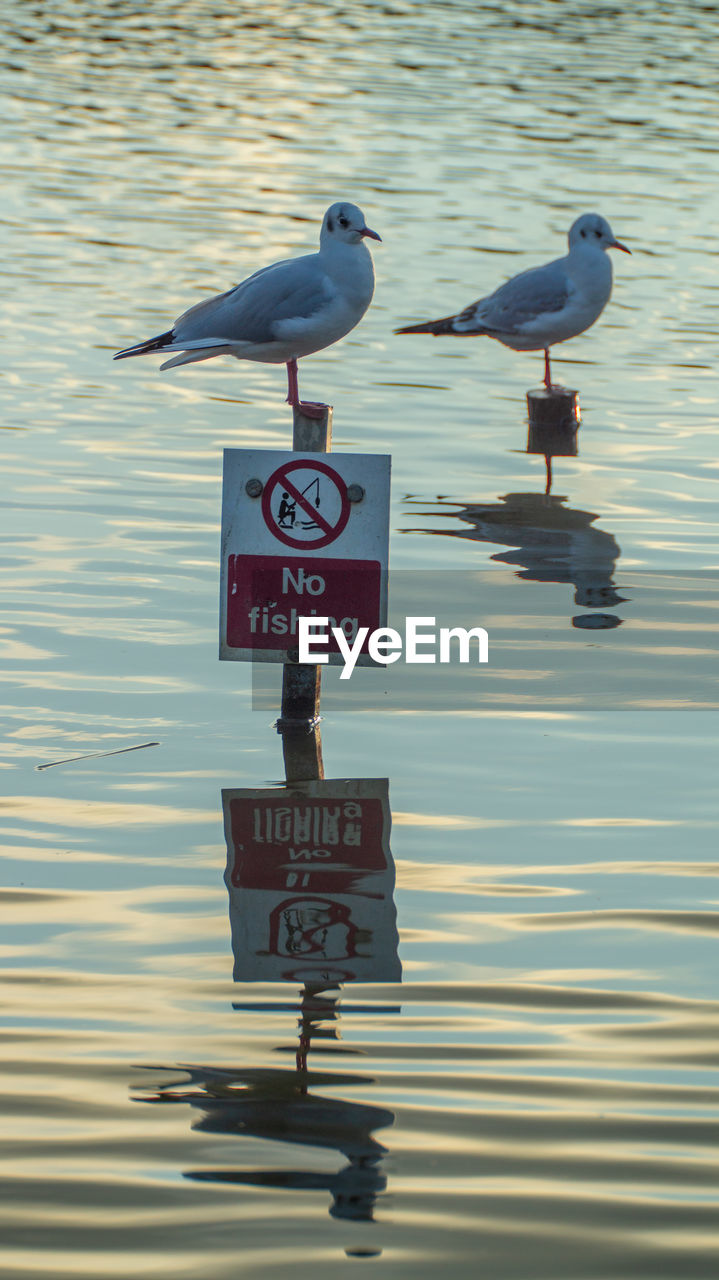 SEAGULLS ON A LAKE