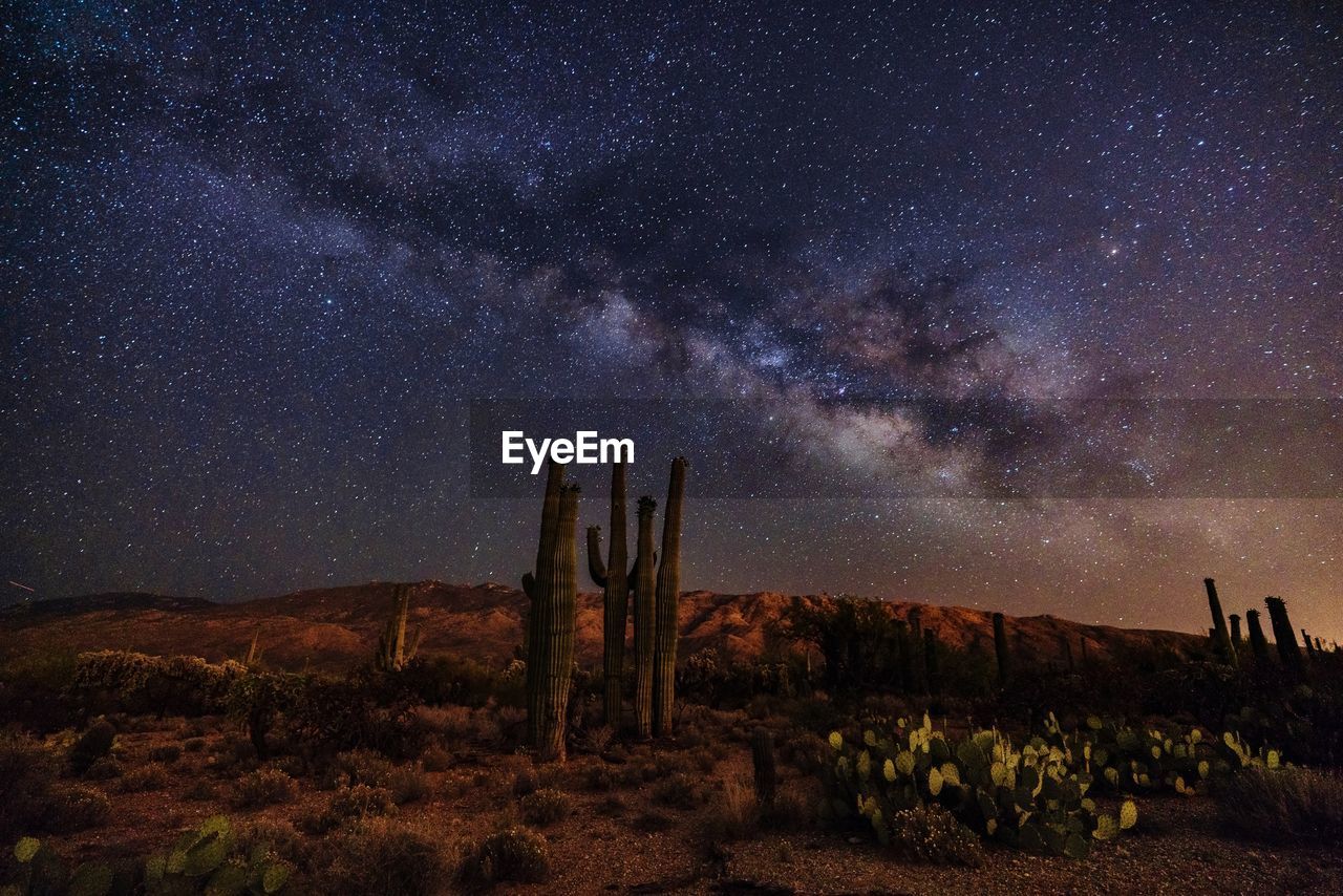 Cactus growing on field against star field sky at night