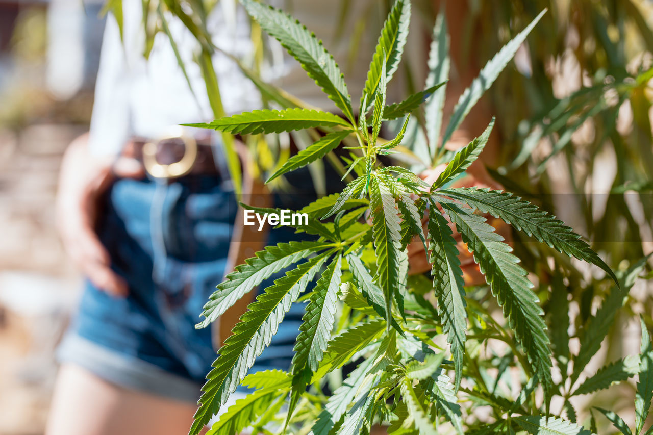 Midsection of woman standing by cannabis plant