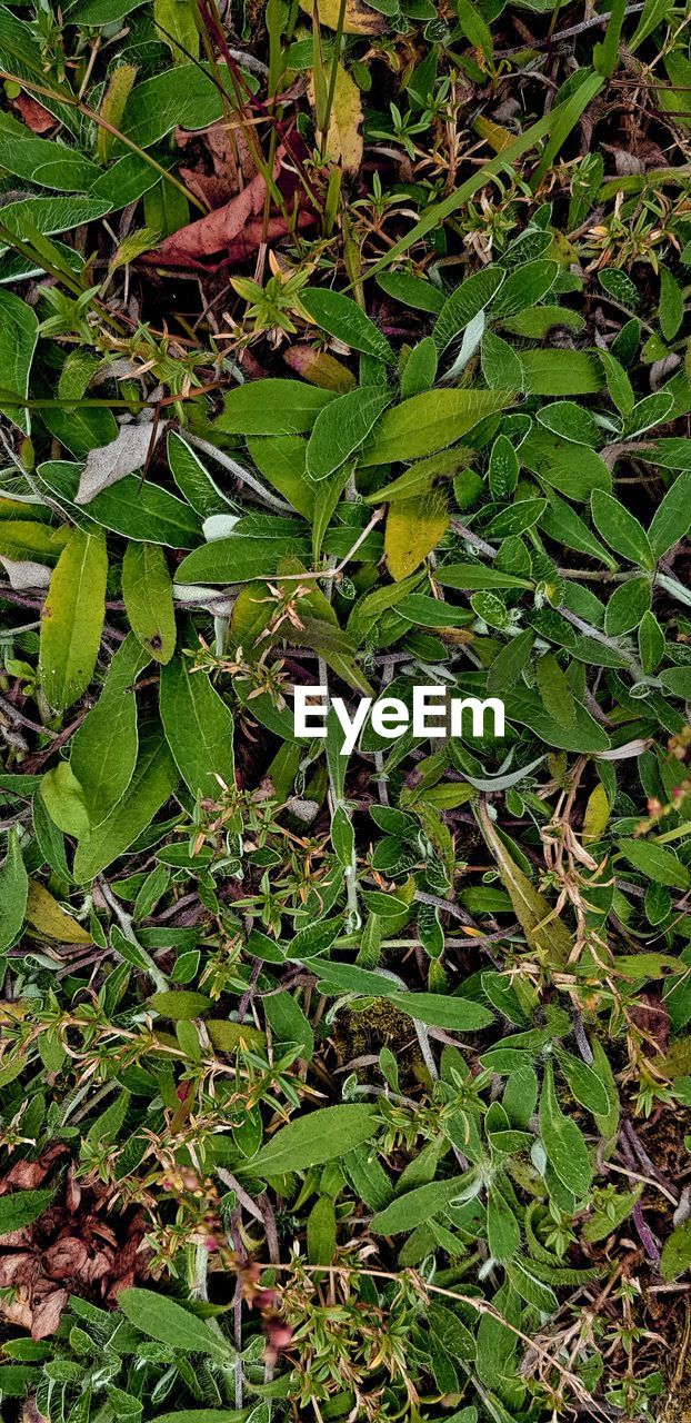 HIGH ANGLE VIEW OF FRESH GREEN PLANT ON FIELD