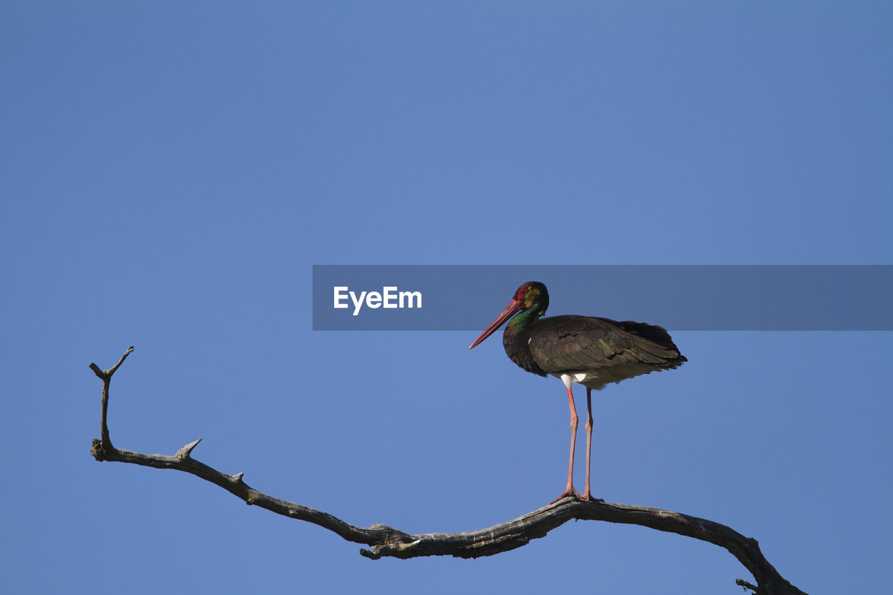 Black stork from kopacki rit