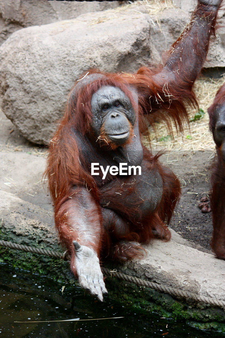 CLOSE-UP OF BROWN ZOO