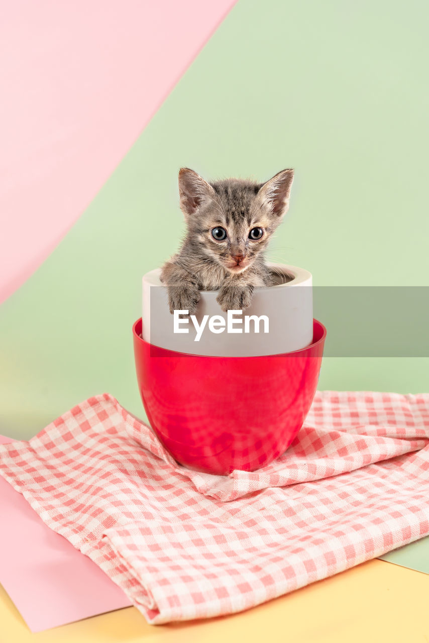 PORTRAIT OF CAT SITTING ON RED FLOOR