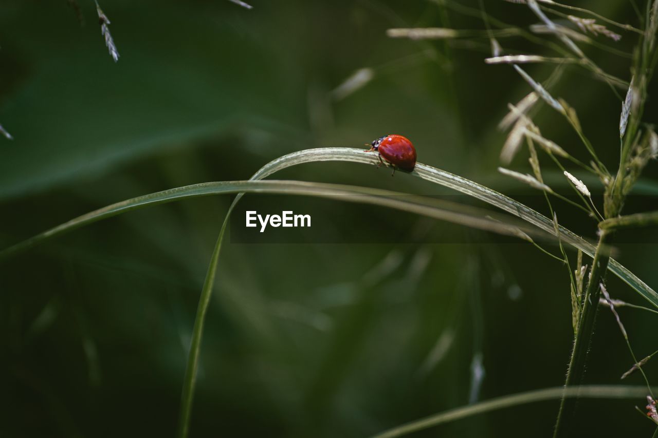 Close-up of ladybug on leaf