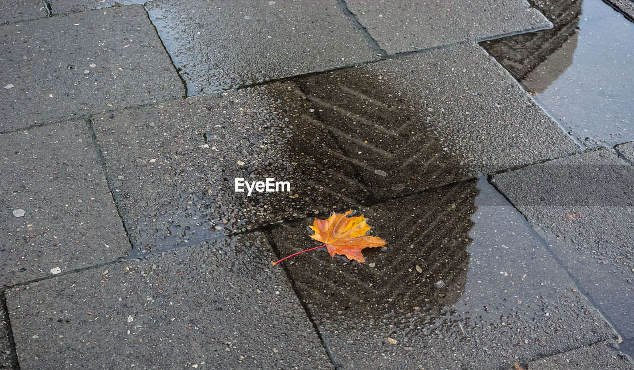 High angle view of maple leaf on road