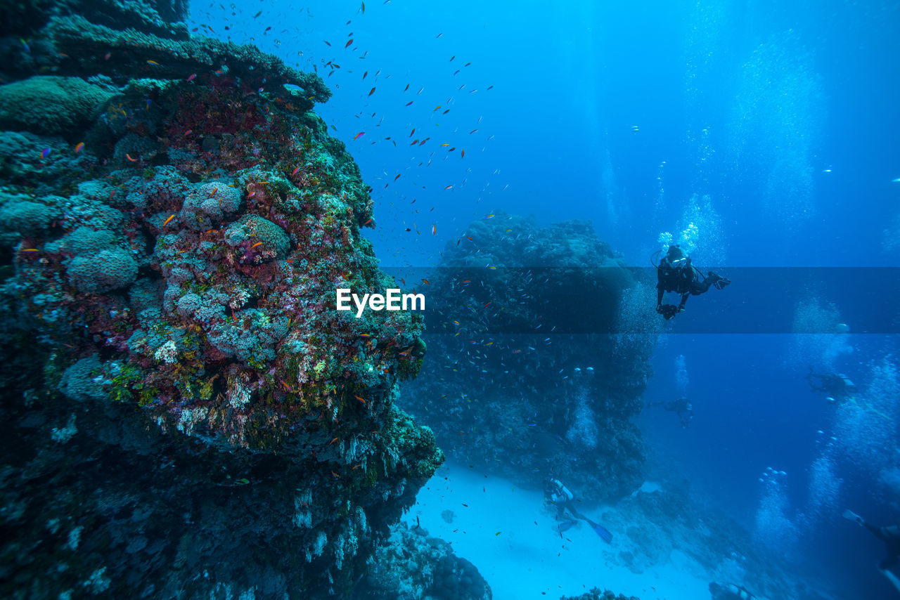 Scuba divers swimming in blue sea