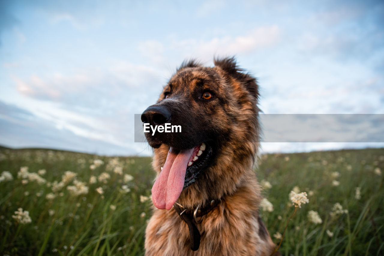 Close-up of dog on field