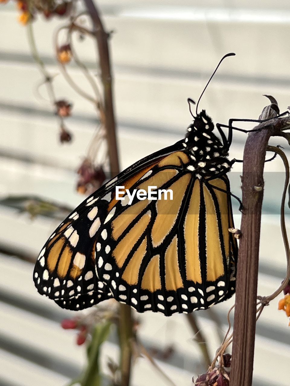 monarch butterfly, butterfly, animal themes, animal wing, insect, animal, moths and butterflies, animal wildlife, beauty in nature, close-up, one animal, focus on foreground, nature, wildlife, animal markings, animal body part, no people, flower, outdoors, plant, fragility