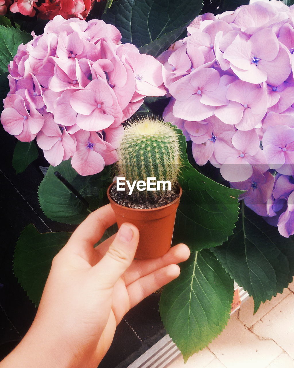 Cropped image of person holding potted cactus plant by purple hydrangea flowers