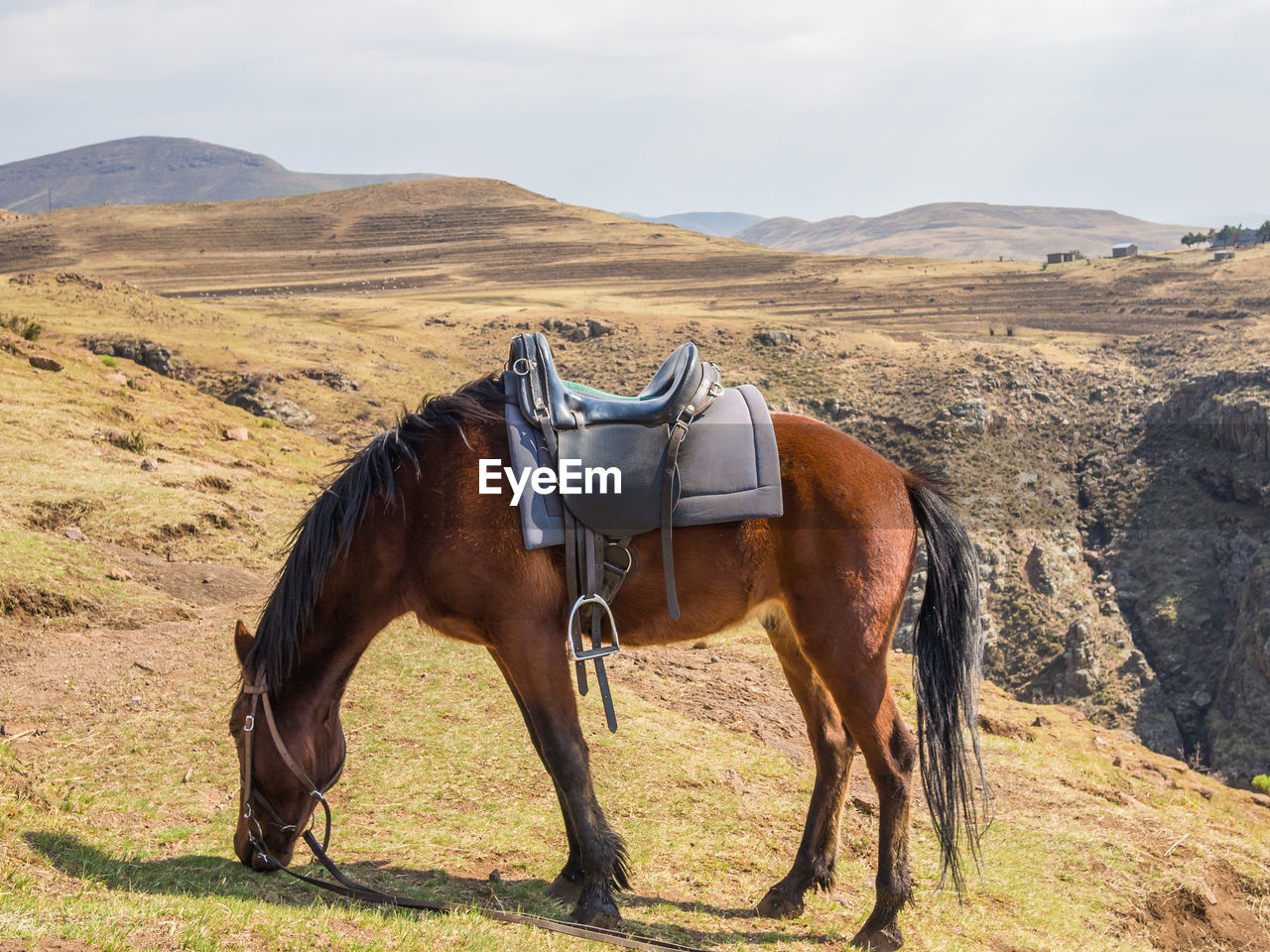 Side view of horse on field against mountain