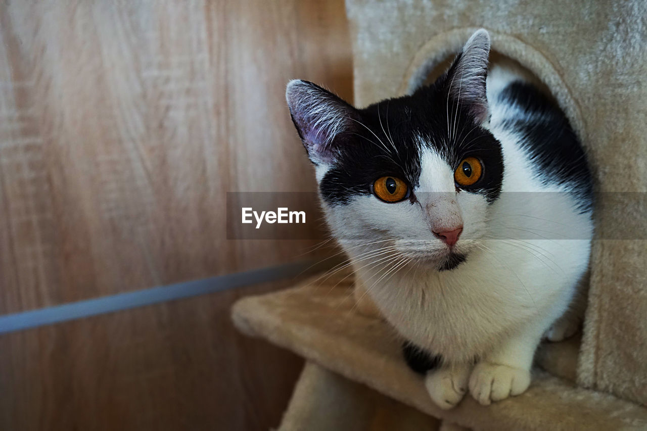 Close-up of cat sitting on scratching post