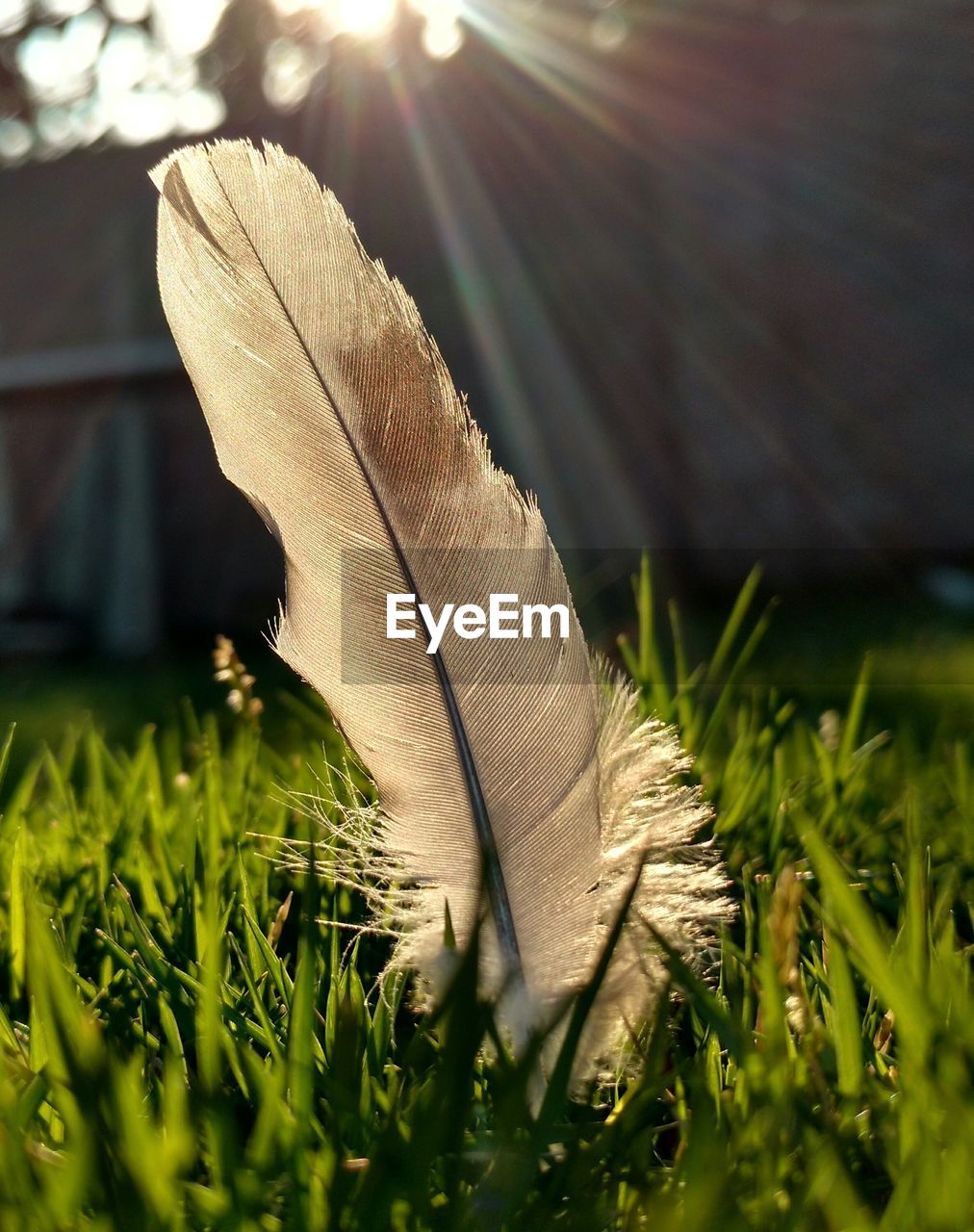 Close-up of grass on grassy field