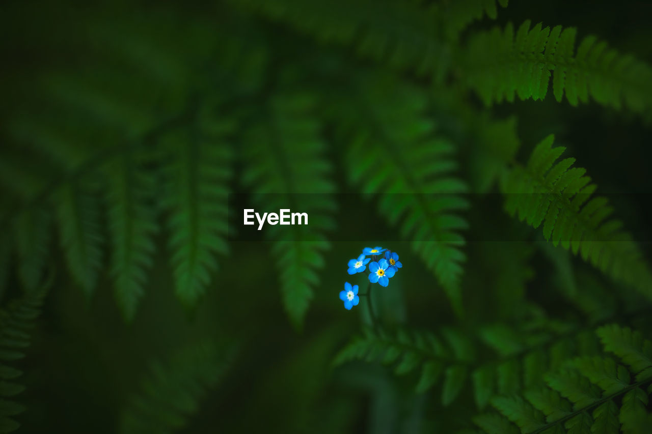 Close-up of little blue flower in a green ferns background.