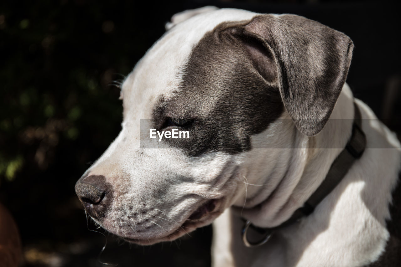 CLOSE-UP OF DOG