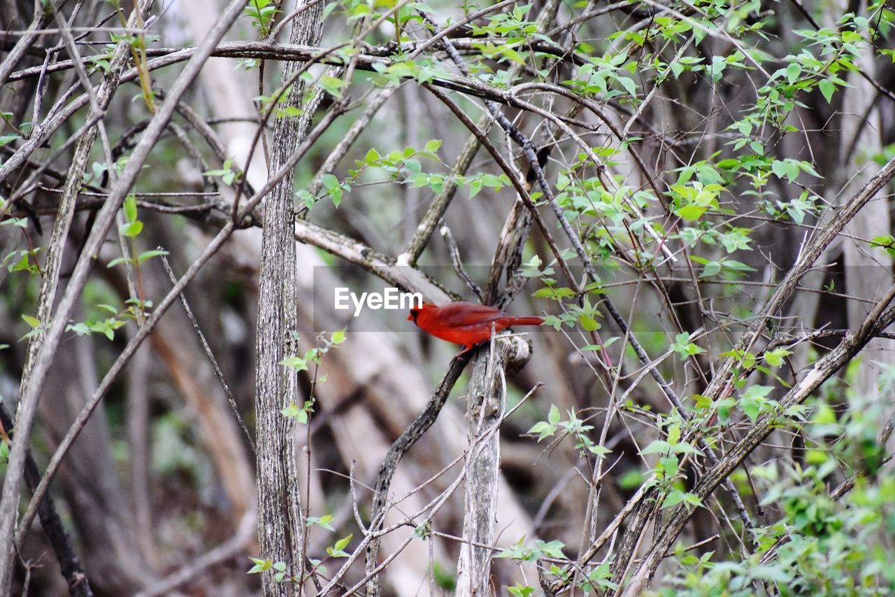 VIEW OF BIRD PERCHING ON BRANCH