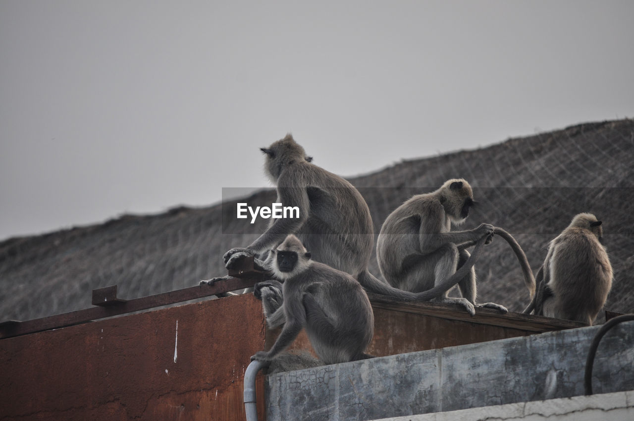 VIEW OF MONKEY ON ROOF
