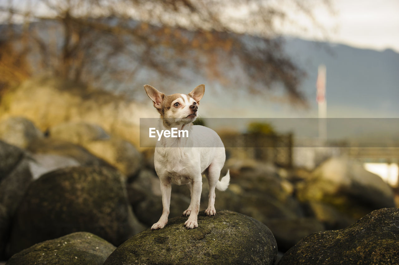 White chihuahua dog on rock